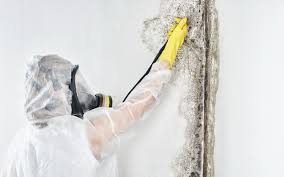 Why You Should Choose Our Mold Remediation Services in Waterville, NY